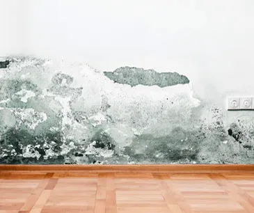 Mould growing on internal wall