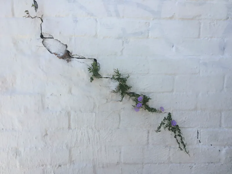 Stepped crack through the painted brick wall of the Marrickville corner store, wide enough for weeds to grow in it