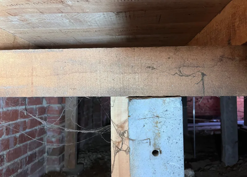 Same stump and bearer tight after GeoPoly™ stabilisation