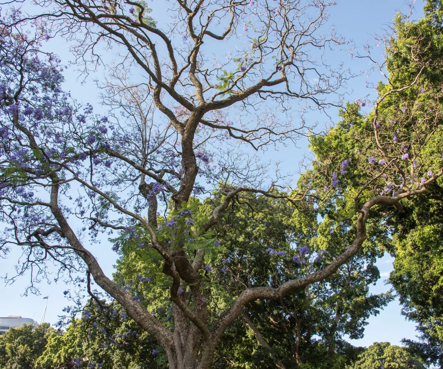 150-year-old double-brick heritage home in Strathfield showing rear wall cracks