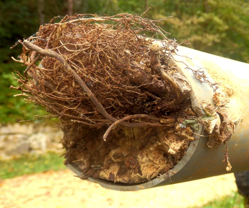 Disconnected downpipe saturating soil next to a Canberra home foundation