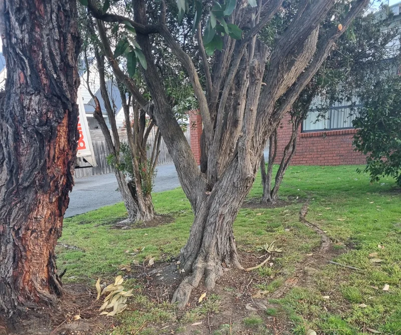 Mature tree drawing moisture from clay soil near a Melbourne home's footing
