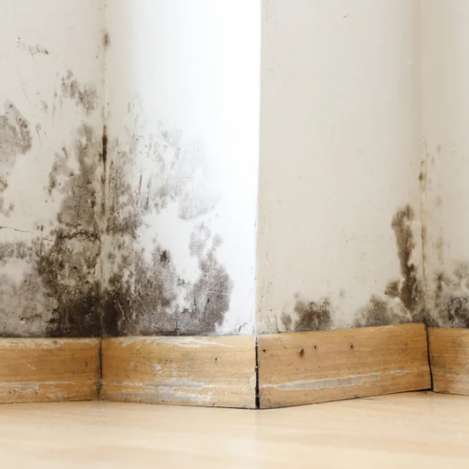 Interior corner at floor level with heavy black mould growth on walls above timber skirting boards and visible damage to skirting