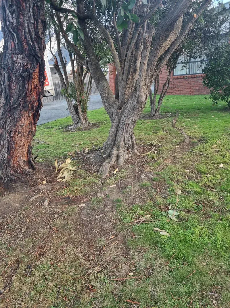 Large mature trees with exposed roots near brick house