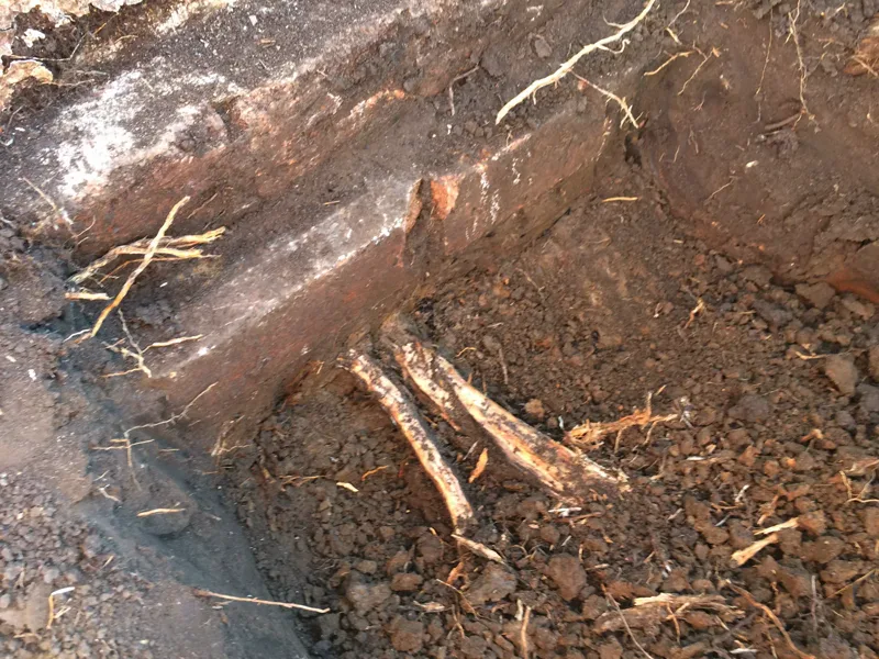 Tree root running beneath a brick footing where the wall above has cracked