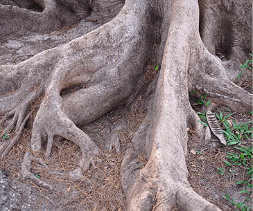 Tree roots