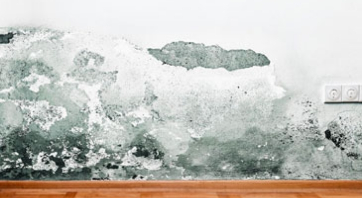 Mould developing on a masonry wall